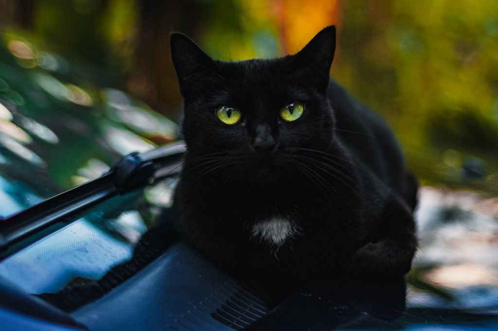 a witch's black cat