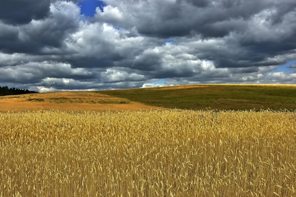 wheat field for lammas