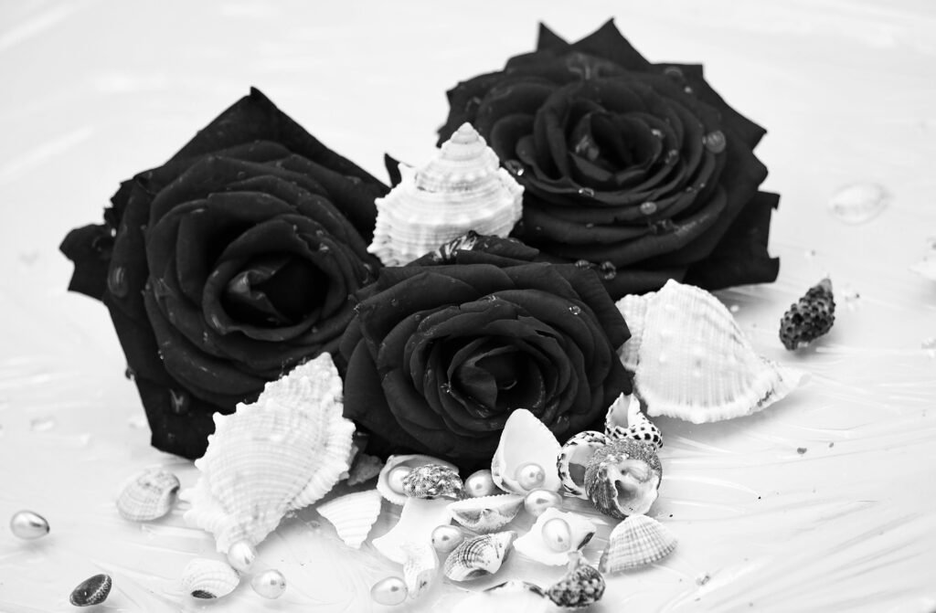 black roses on white background