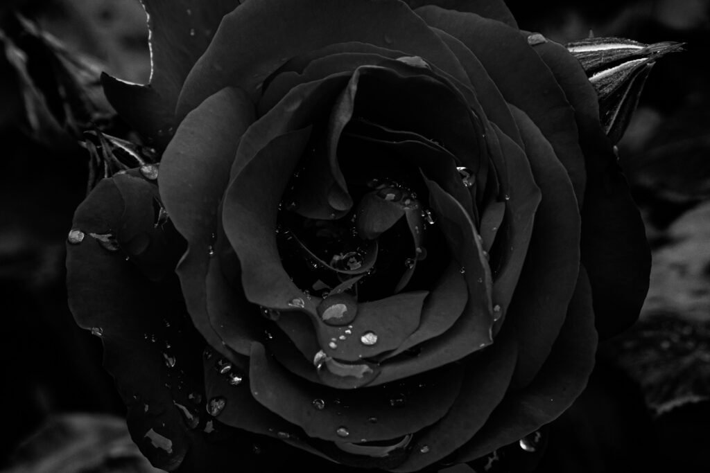 large gothic flower black rose